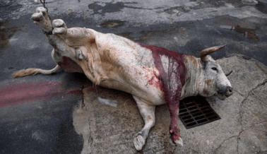 StubHub lucra con la tortura de toros – Dile que se detenga