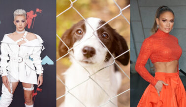 PETA Responde con una Nueva Campaña a las Celebridades que Compran Perros