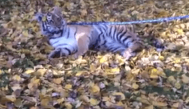 Tigres y otros animales explotados por sesiones fotográficas fingidas