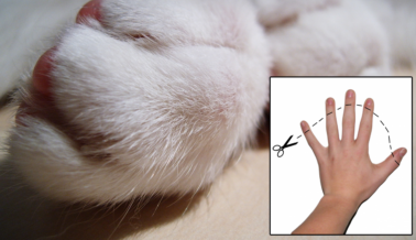 Residentes de California: ¡Protejan a los Gatos de los Procedimientos Invasivos de Desungulación!