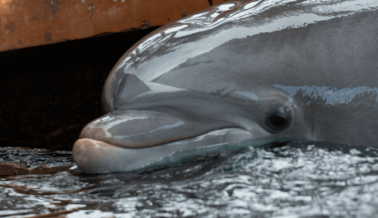 La Delfín Ripley Ha Sido Transportada Cuatro Veces y Explotada por SeaWorld