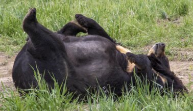 Consejos para detectar el sufrimiento en los zoológicos de carretera