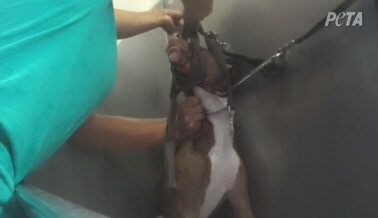 Perros Enjaulados Sin Agua y Acosados en Estancia Canina en Florida