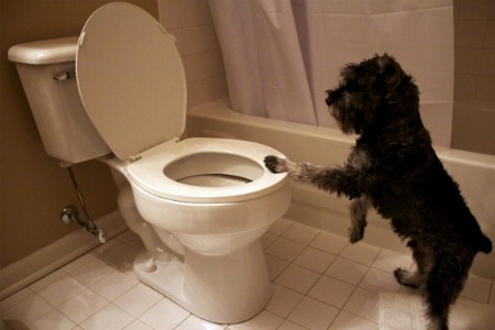 Dog and Toilet