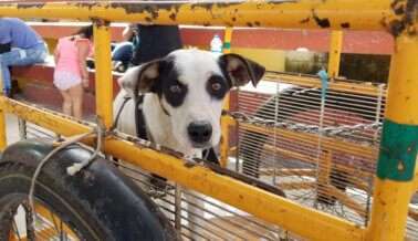 Esterilizar Para Ayudar: la Exitosa Clínica de Esterilización/Castración de PETA en Chichimilá