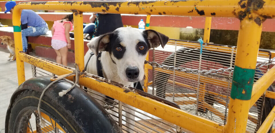 Esterilizar Para Ayudar: la Exitosa Clínica de Esterilización/Castración de PETA en Chichimilá