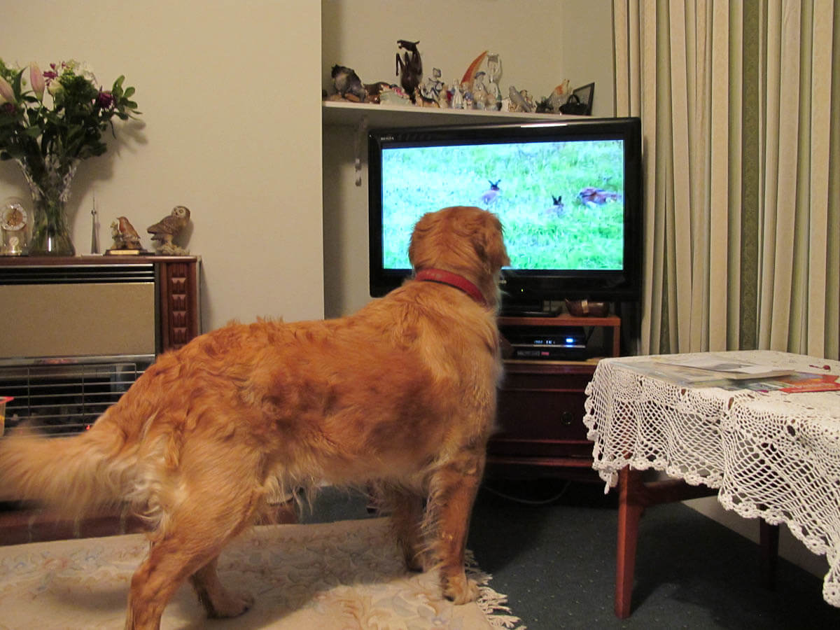 Dog watches TV