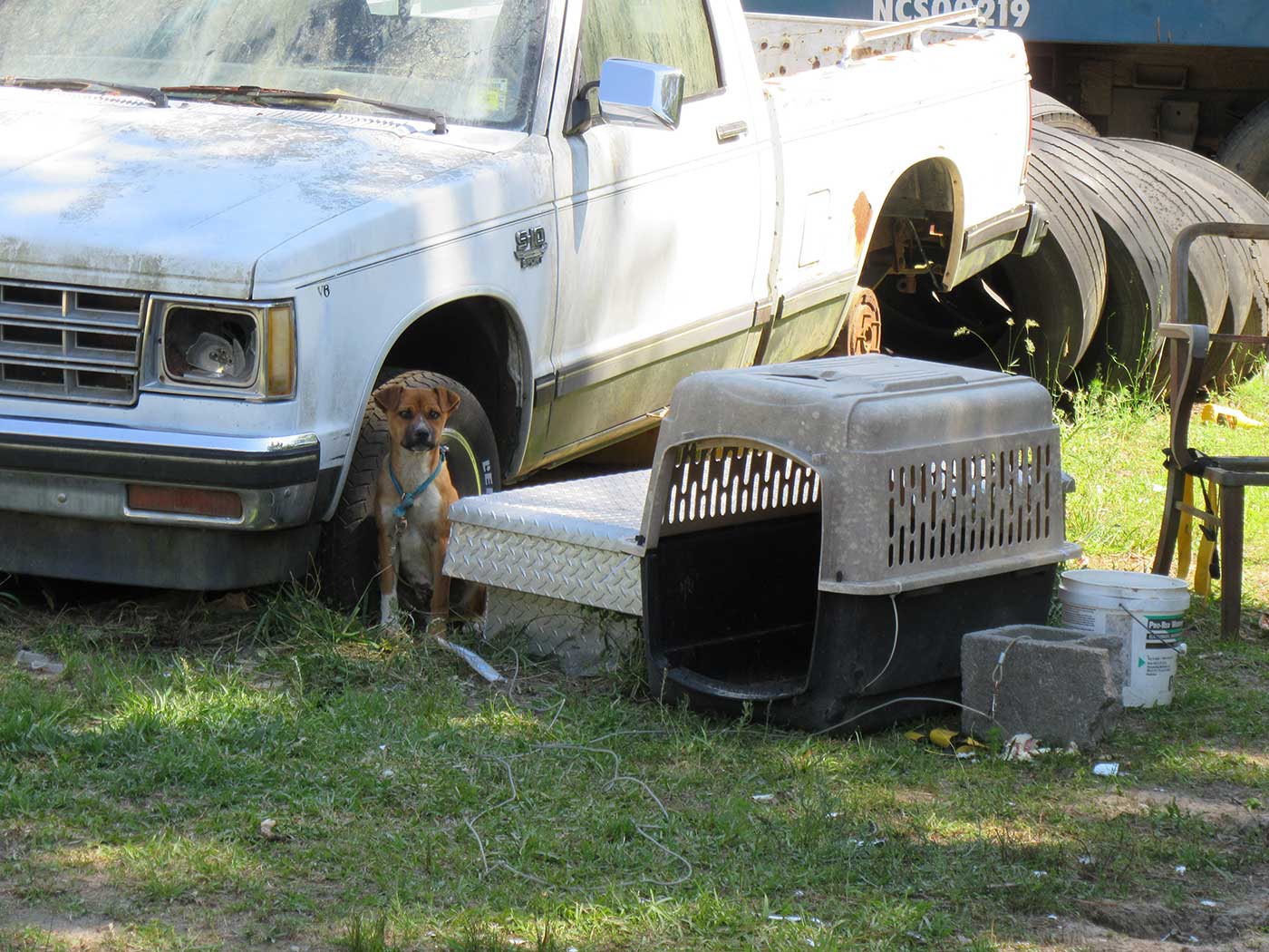 Estos perros no tienen que morir asustados y solos sobre un camino de