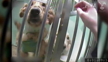 “El Sufrimiento es Real”: Detrás de Las Puertas Cerradas de un Laboratorio de Perros