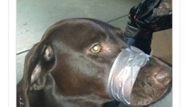 La impactante fotografía de un perro con la boca amarrada con cinta adhesiva provoca la acción de PETA