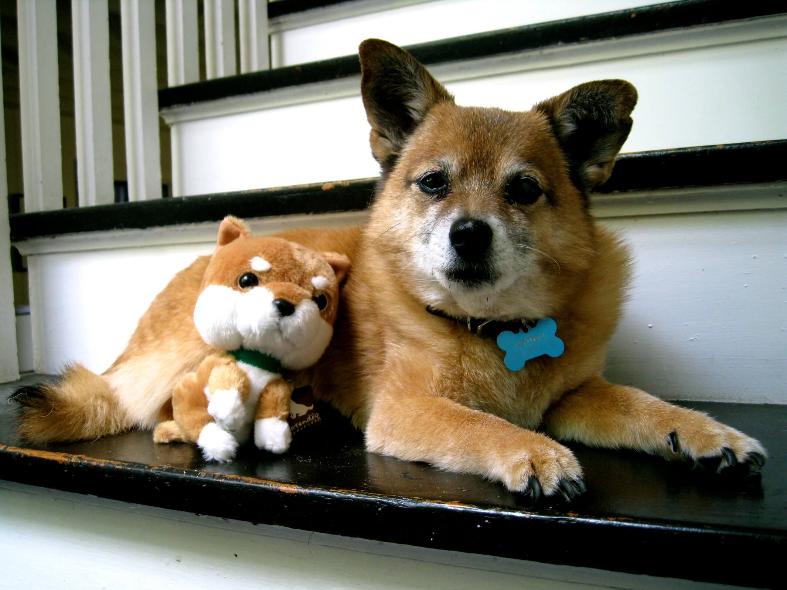 Dog on stairs