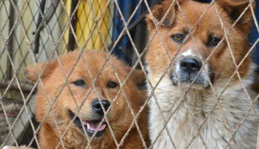 Comprométete a Adoptar y a no Comprar