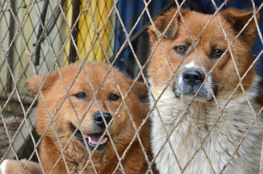 Dogs-Behind-Fence
