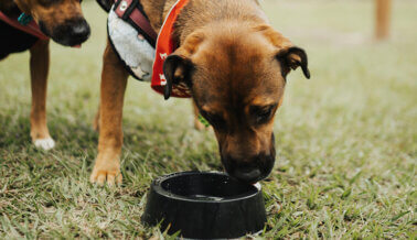 Conocer los Signos del Golpe de Calor Podría Salvarle la Vida a un Perro