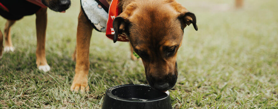 Conocer los Signos del Golpe de Calor Podría Salvarle la Vida a un Perro