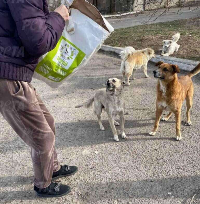 Dogs being rescued in Ukraine