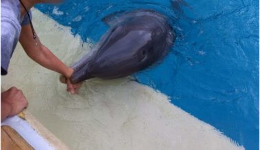 Dificultades en SeaWorld: Problemas aumentan porque delfín muerde a una niña