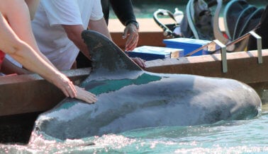 Por qué el Video del ‘Beso’ de un Delfín y una Entrenadora en SeaWorld te Partirá el Corazón