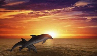 PETA dona $10.000 USD para apoyar el plan del National Aquarium para trasladar a los delfines a un santuario