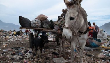 Asnos, Caballos y Mulas Sangran, Colapsan y Fracturan Sus Cuellos Jalando Carros de Basura