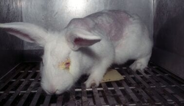 El Science Consortium de PETA Dona Equipamiento por $20.000 Para Evitar las Pruebas de Irritación Ocular en Conejos