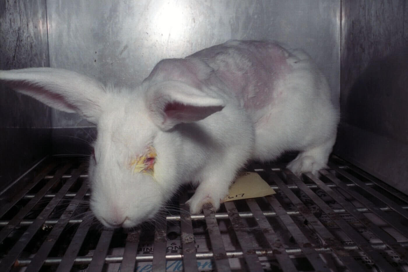 Experimento Draize en un conejo con espalda depilada