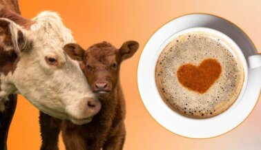 ¡GRAN victoria! Dunkin’ promueve la compasión al eliminar su recargo por leche vegana