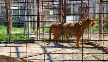 Tras Dos Cachorros de Tigre Ahogados, Tenemos la Vista Puesta en el ‘Santuario’ Shalom Wildlife