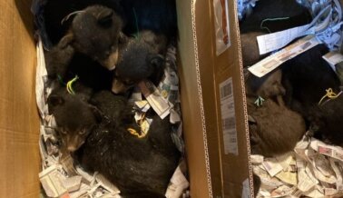 ¡Bear Country U.S.A. sorprendido aterrorizando a cachorros de lobo y oso––Actúa ya! ¡Bear Country U.S.A. sorprendido aterrorizando a cachorros de lobo y oso––Actúa ya!