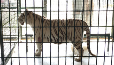 Los Tigres Sufren en Sesiones de Fotos, Actúa para Ayudarlos