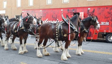 VIDEO: Budweiser ha convertido los Clydesdales en comida para insectos