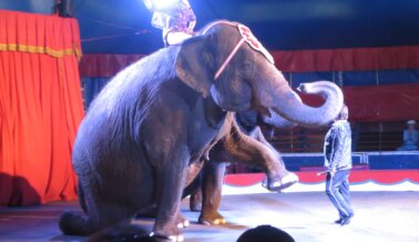 Elefantes Ancianos con Pies Hinchados y Problemas en las Uñas son Explotados en Circus World Museum