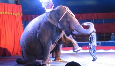 Elefantes Ancianos con Pies Hinchados y Problemas en las Uñas son Explotados en Circus World Museum