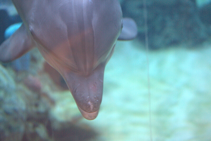 The top of a dolphin's head and fins can be seen through the glass of his aquarium tank and he has rake marks on his nose.