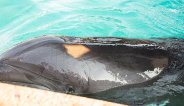 SeaWorld Pone Fin al Surf Sobre Delfines Tras Presión de PETA