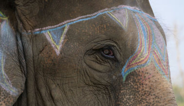 Elefantes en Nepal Golpeados con Bullhooks y Palos por Juegos