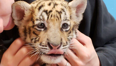 ¡Victoria! Senado aprueba la ley Big Cat Public Safety Act, y está a la espera de la firma del presidente Biden ¡Victoria! Senado aprueba la ley Big Cat Public Safety Act, y está a la espera de la firma del presidente Biden
