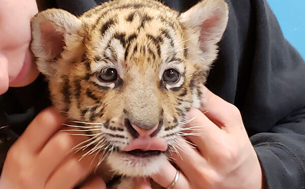 A tiger cub being held at GW Zoo