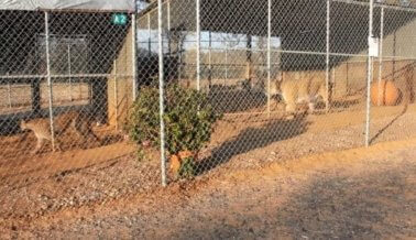 Este “Santuario” Explota a Cachorros de Grandes Felinos y Oseznos