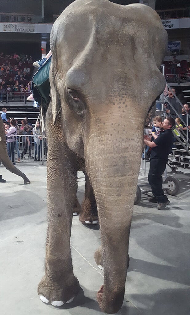 Minnie the elephant being used for R.W. Commerford & Sons