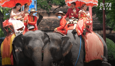 Alza la voz Contra el Maltrato de Elefantes en Ayutthaya, Tailandia