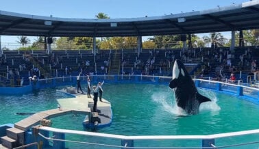 Pídeles a los funcionarios que cierren el Miami Seaquarium por razones de seguridad animal