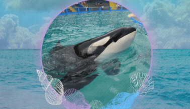En honor a Lolita, exígele al Miami Seaquarium que libere a los delfines en un santuario costero