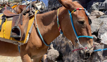 El Gobierno de Santorini Antepone las Ganancias a las Vidas de Asnos y Mulas