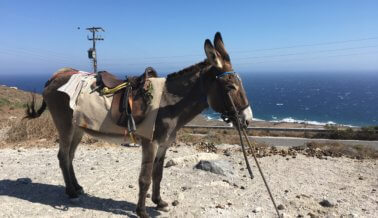 El Sufrimiento No se Detiene: ¡Prohíban los Paseos en Asnos en Santorini!