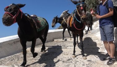 Paseos en Burro, Interacciones con Cachorros, Corridas de Toros y Otras Trampas Turísticas Abusivas que Deberías Evitar