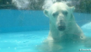 El Cautiverio Mata y Ahora la Solitaria Osa Polar en un Zoológico de México está Muerta