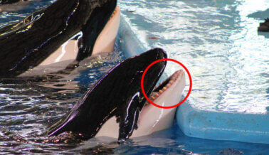 ¡Insta a SeaWorld a Enviar a Delfines y Ballenas a Santuarios Costeros y que Deja de Usar Animales!