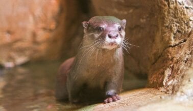 Animales Aparentemente Pisados, Aplastados y Hervidos Hasta la Muerte en SeaQuest, Actúa