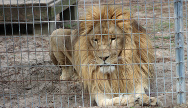 Al León Simba y a la Jirafa Jambo los Tienen en Confinamiento Solitario – ¡Actúa Ahora!